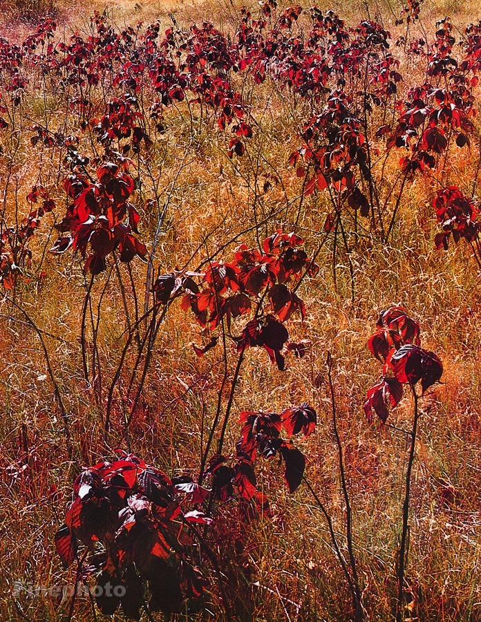 1950s Vintage ELIOT PORTER Autumn Foliage Fall Grass KROMEKOTE Photo Engraving