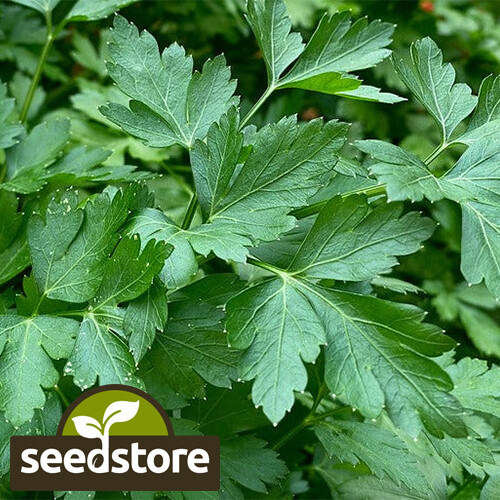 Italian Dark Green Parsley Seeds | Heirloom / Non-GMO |  | 1135