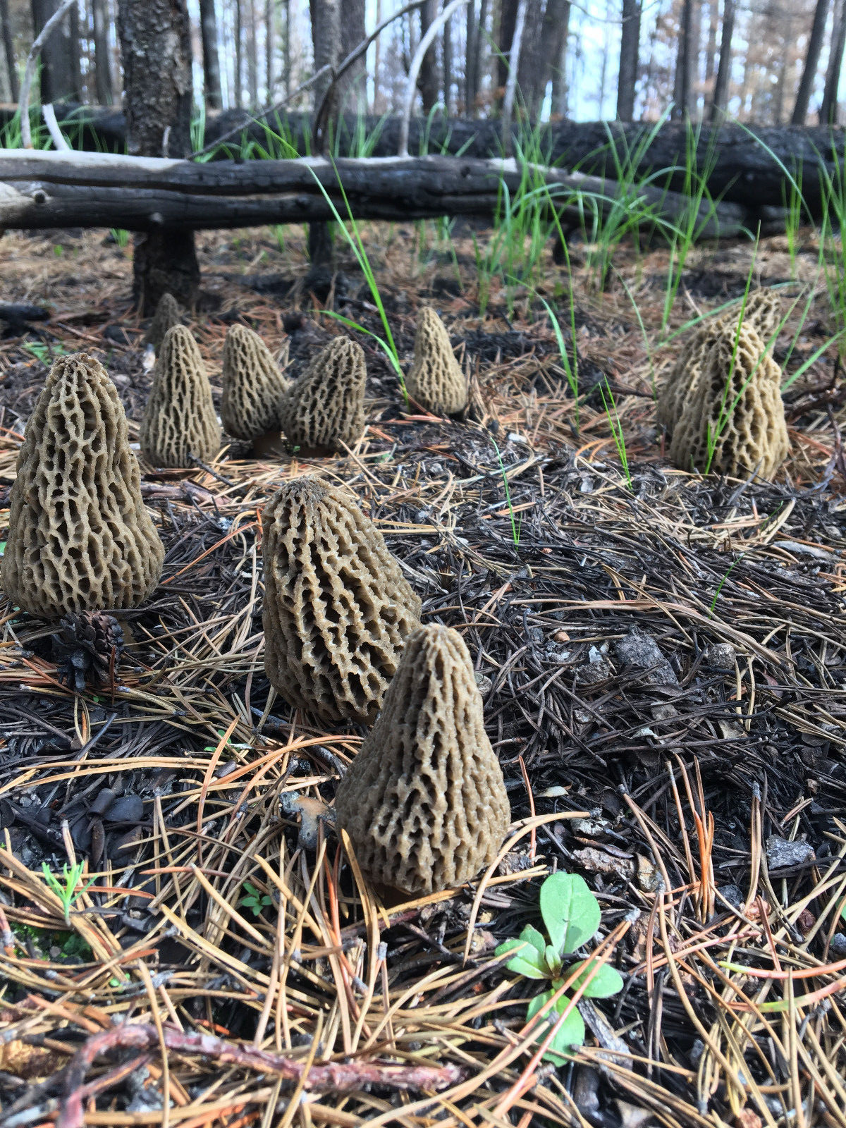 JUMBO WILD Morel Mushrooms, Whole (Dried) - Full 1 Pound