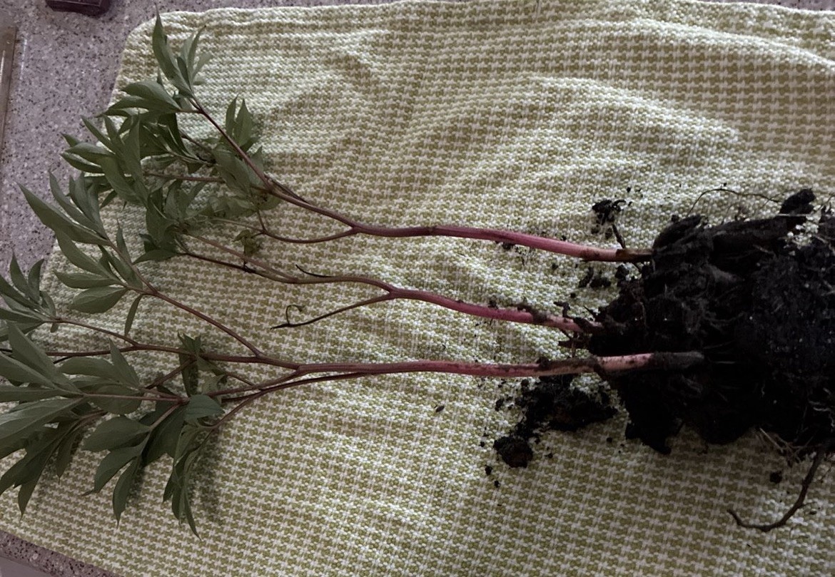 Peony SARAH BERNHARDT Pink Double Petal 1 Live Flower Plant Bush Bare Root Peony SARAH BERNHARDT Pink Double Petal 1 Live Flower Plant Bush Bare Root