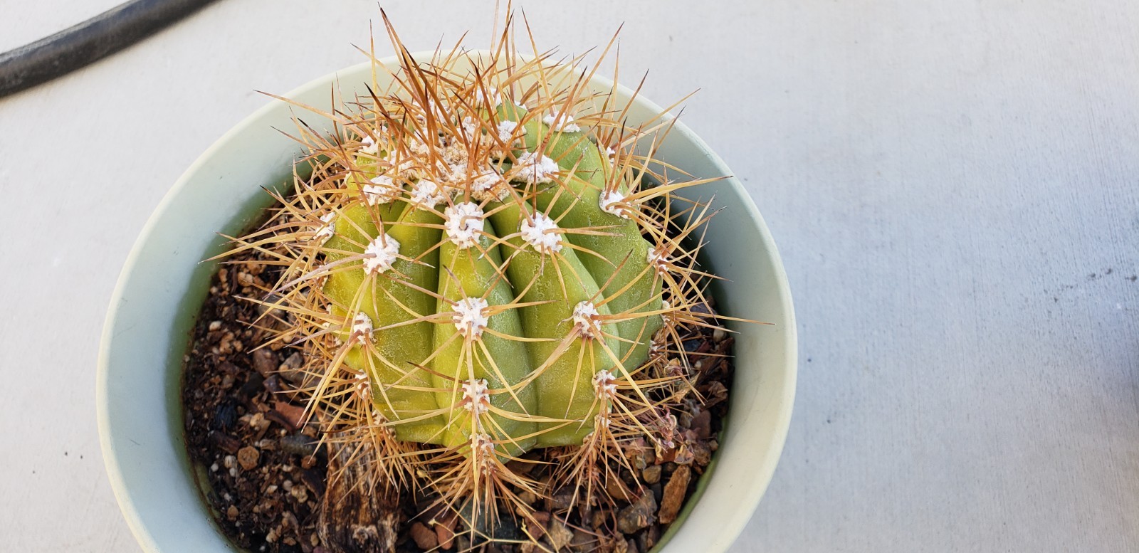 *THICK* Echinopsis hybrid \'Poco\' Cactus *NICE SPINES*