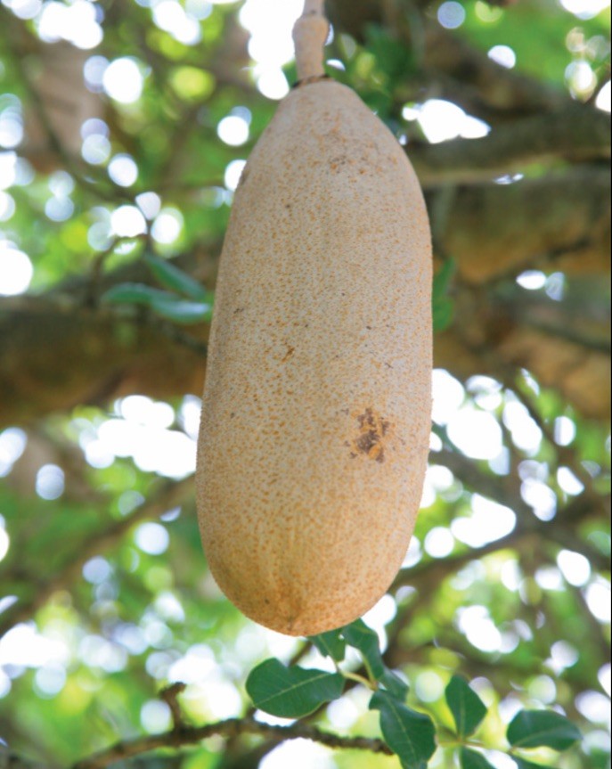 African Sausage Tree Whole Fruit (Kigelia Africana) Rare & Shaman Medicinal Use
