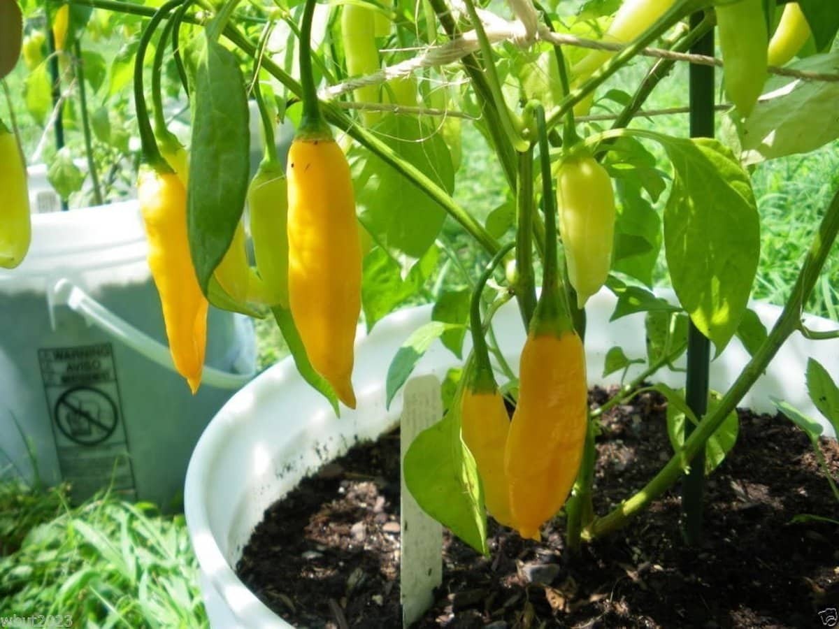 Aji Lemon Drop Hot Pepper 10 Seeds  