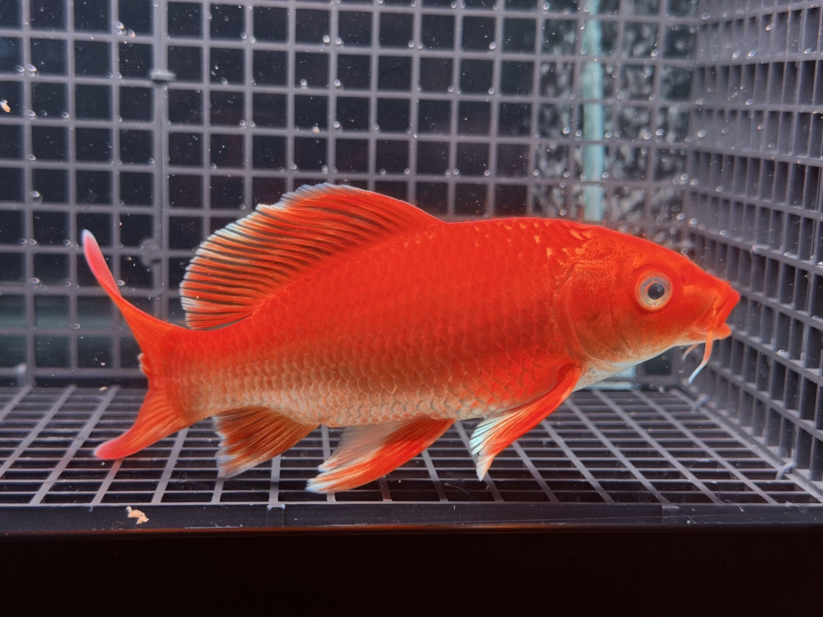 Premium Super Red Longtail Carp - Comet Koi 5 inches- High Grade - Strong Body