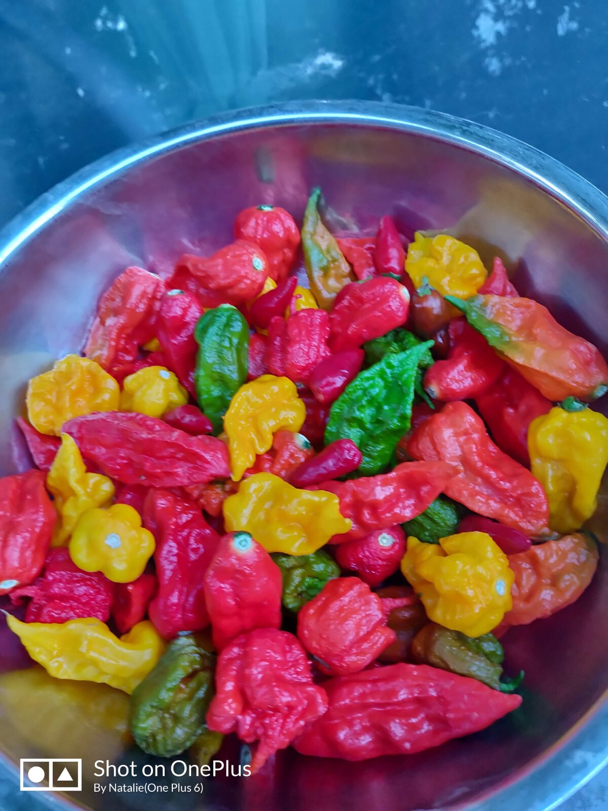 30 FRESH PICKED Super Hot Mix Ghost Pepper Carolina Reaper Organic 30 FRESH PICKED Super Hot Mix Ghost Pepper Carolina Reaper Organic