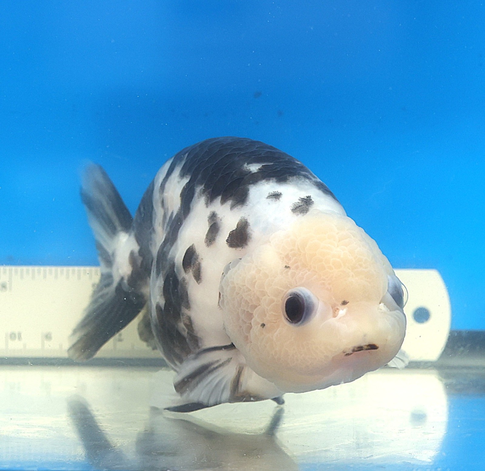 Live Fish 5 1/2“ inch Ranchu (Crumble) YUANBAO Goldfish Parental Grade A+