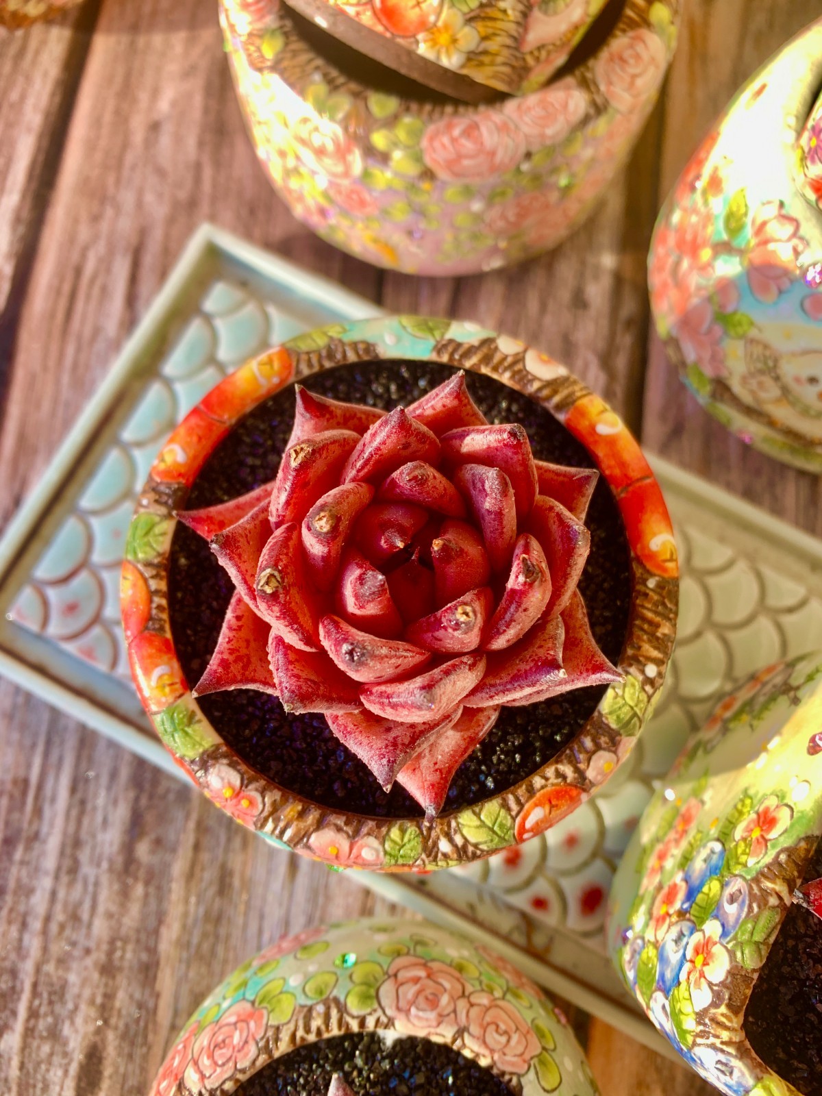 Rare Live Succulents Echeveria agavoides Romeo, Bare root , Home  Decoration