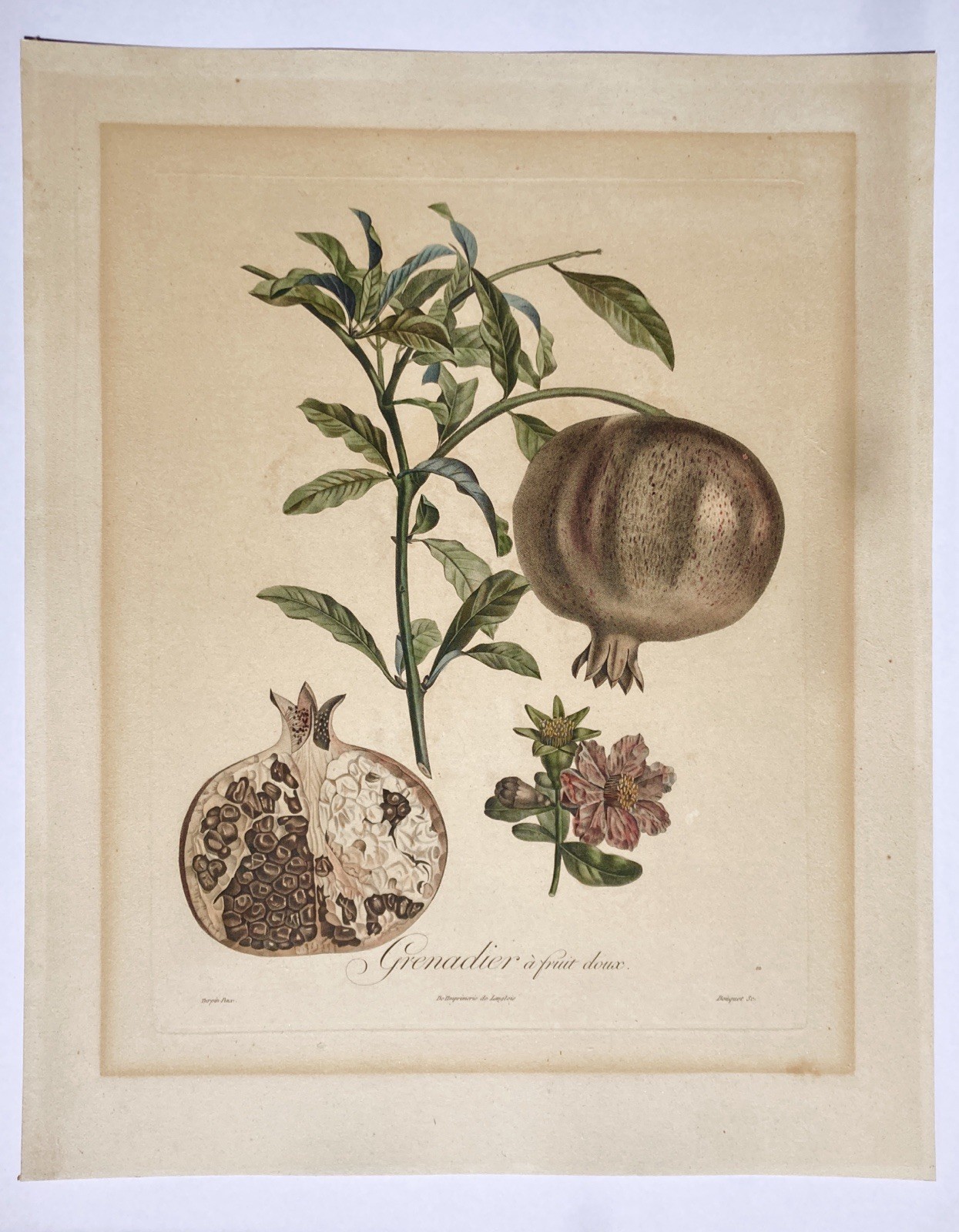 Original Antique 1800s French Pomegranate Hand Colored Engraving Print Fruits