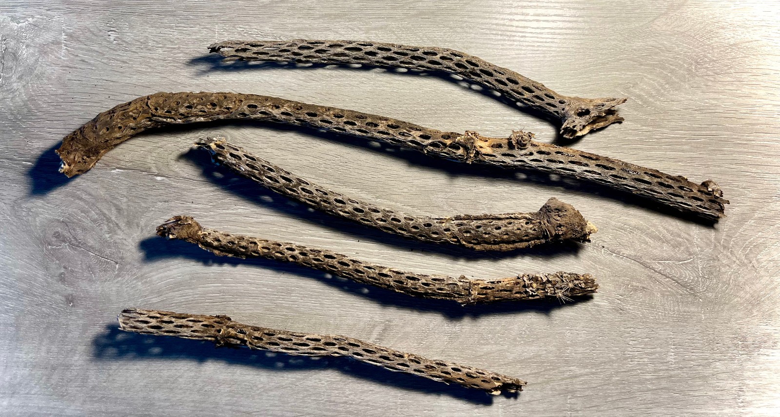 5 Piece Natural Cholla Wood Lot, Large Cactus Skeletons for Aquarium Shrimp Aqua