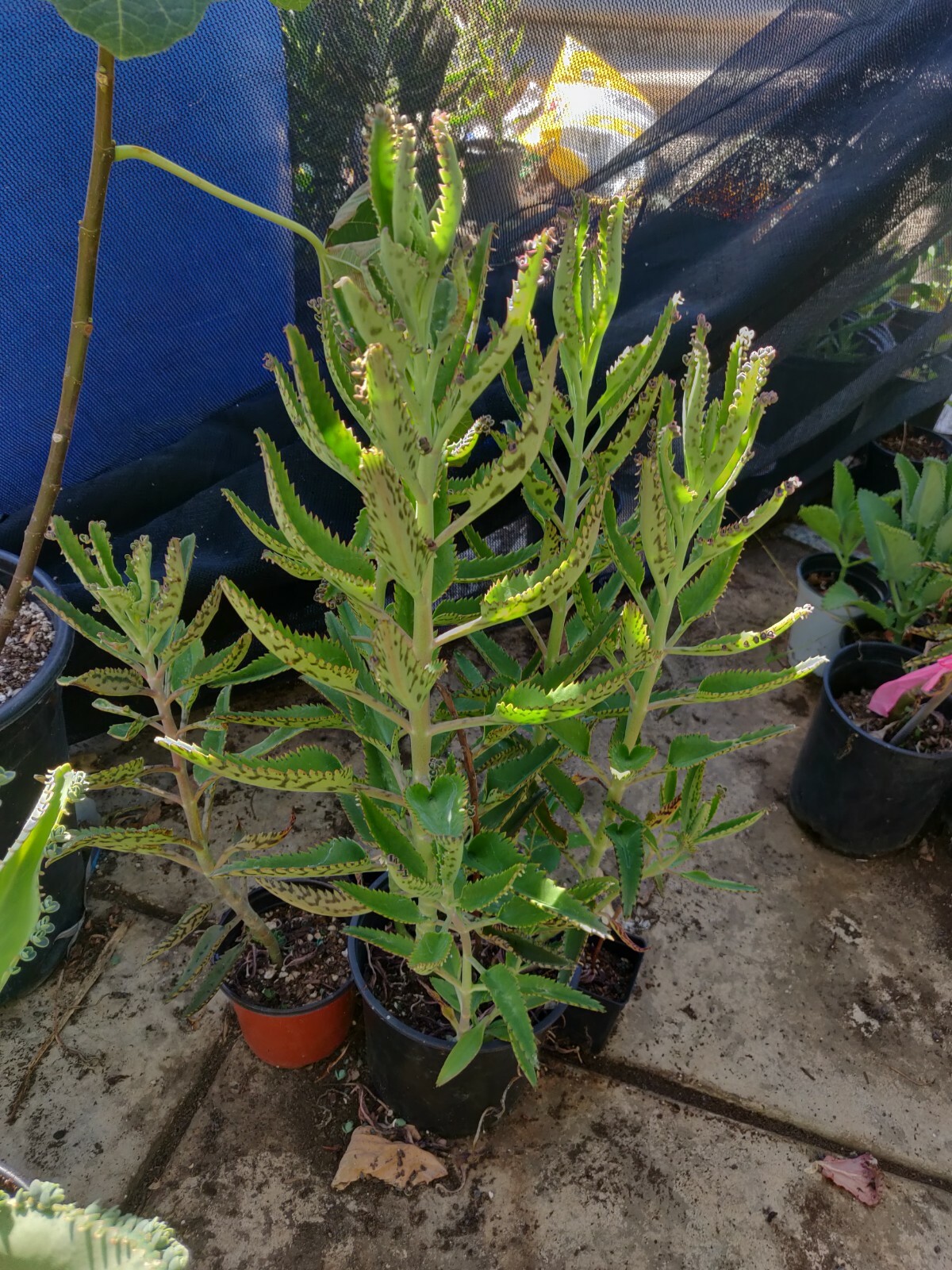 5 ORGANIC KALANCHOE ARANTO MOTHER OF THOUSANDS PLANTS MALA MADRE MADRE DE MILES 5 ORGANIC KALANCHOE ARANTO MOTHER OF THOUSANDS PLANTS MALA MADRE MADRE DE MILES