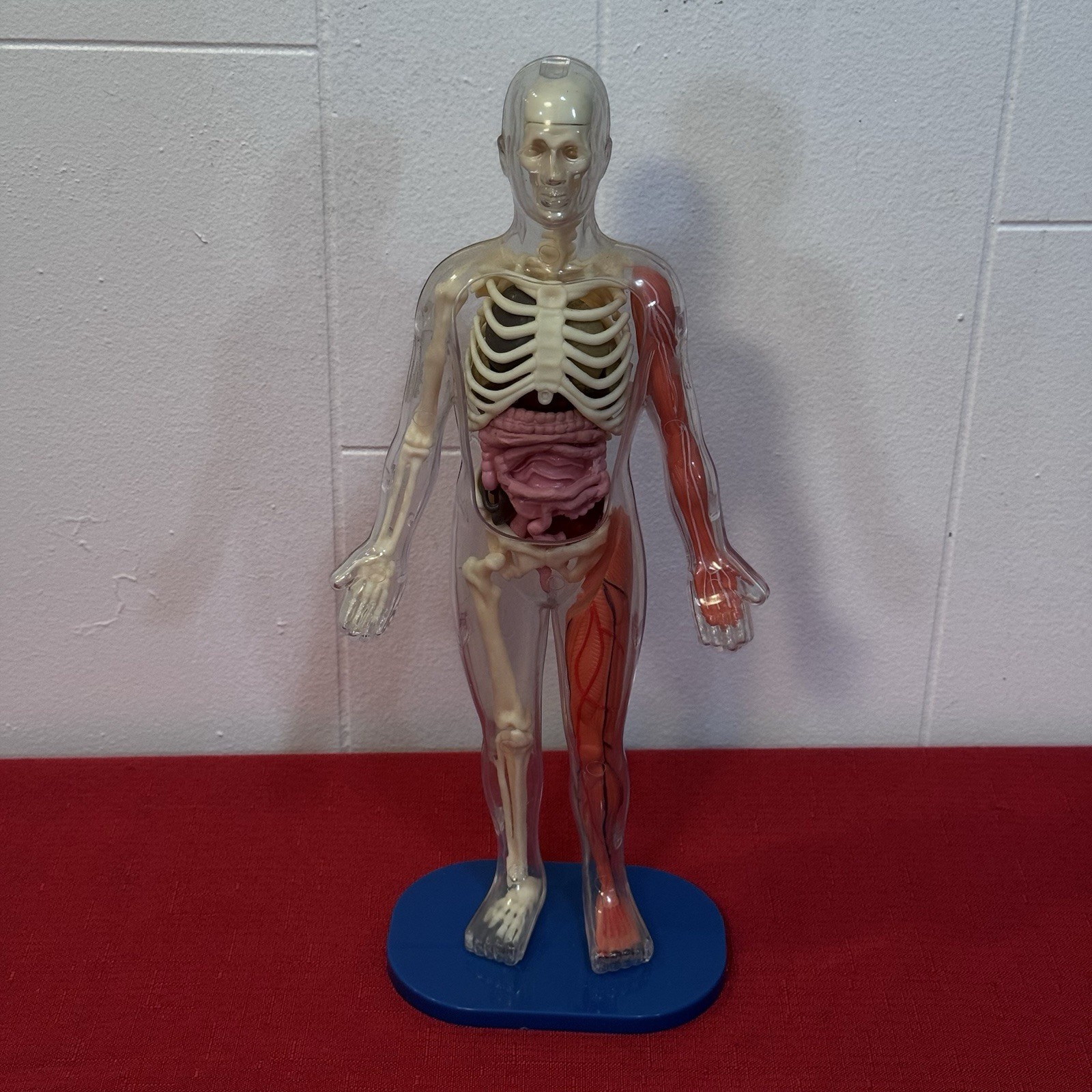 Vintage Human Body Model Anatomy Heart Brain Skeleton Muscles Lungs Student 13