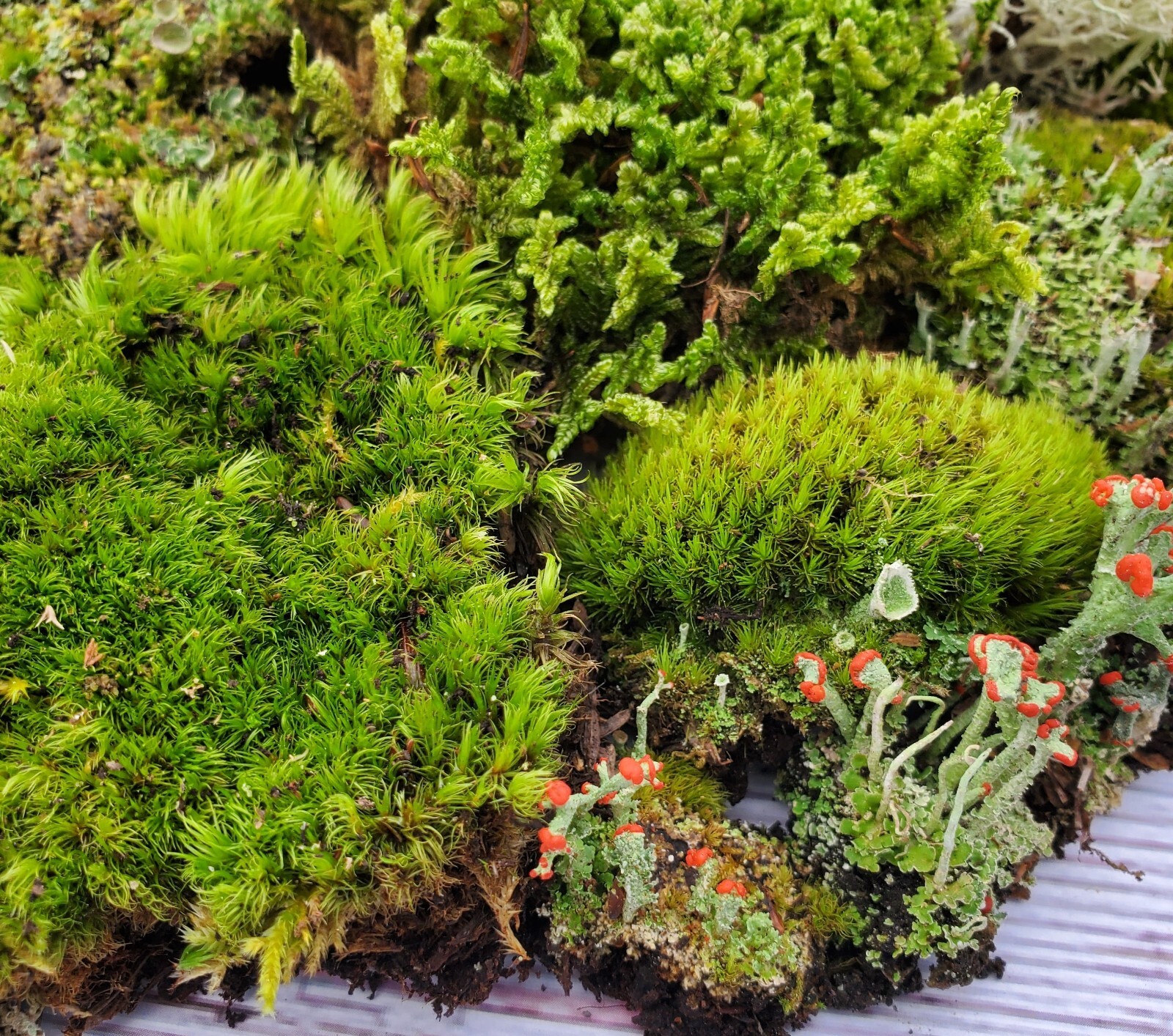Live Fairy Garden Moss Assortment for Terrarium Vivarium 6x9 Ziplock GreenFresh