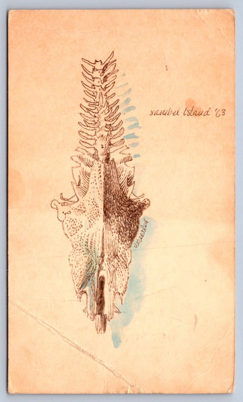 K67/ Interesting Postcard c1963 Hand-Drawn Bone Sanibel Island Florida 85 K67/ Interesting Postcard c1963 Hand-Drawn Bone Sanibel Island Florida 85