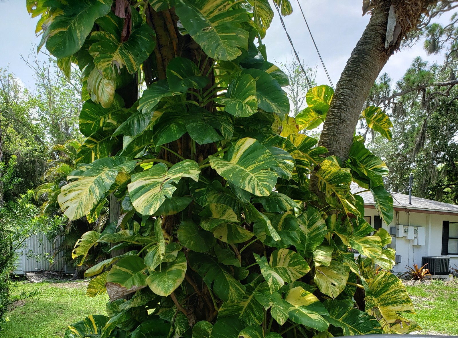 Variegated Giant Golden Pothos Climbing hawaiian Live Plant Rooted 2,5\