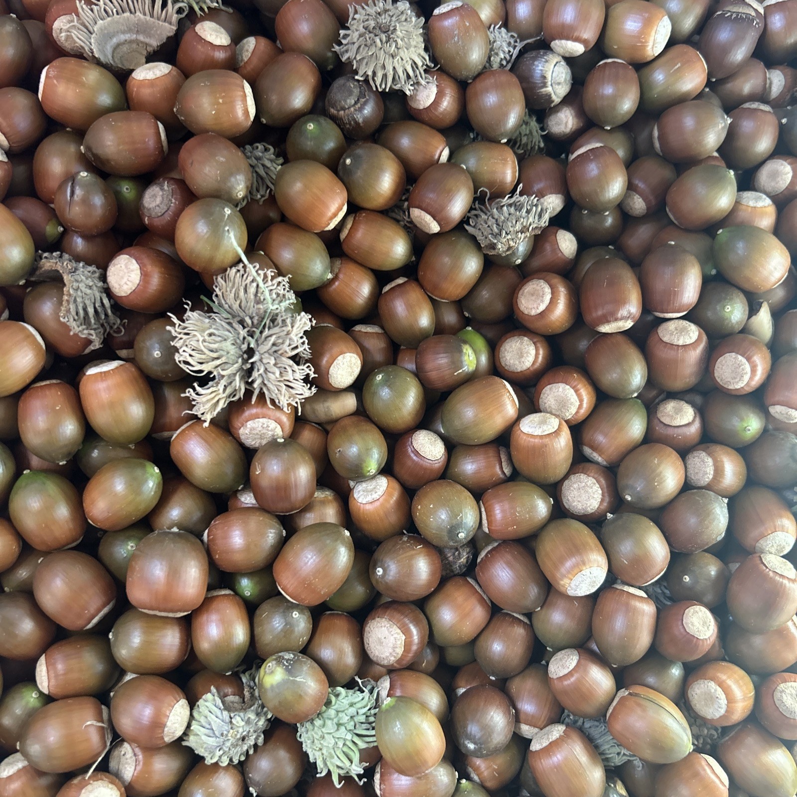 8 Pounds Sawtooth Oak Acorns FRESH SEPT 2026- FLOAT TESTED - Planting, Wildlife 8 Pounds Sawtooth Oak Acorns FRESH SEPT 2026- FLOAT TESTED - Planting, Wildlife
