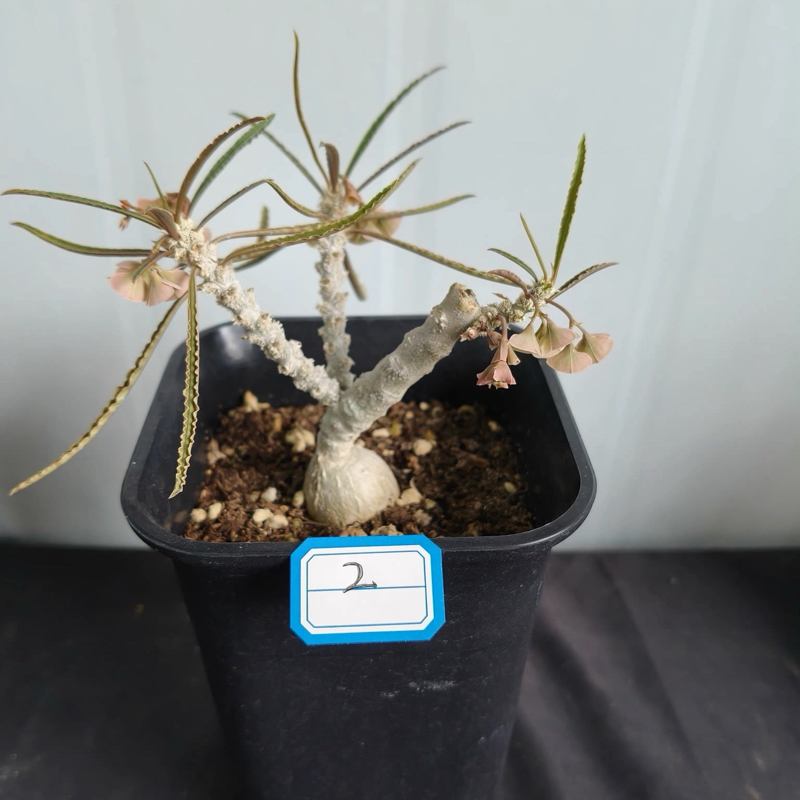 Euphorbia waringiae Rare Madagascar Caudex Succulent Live Plant Exact Plant