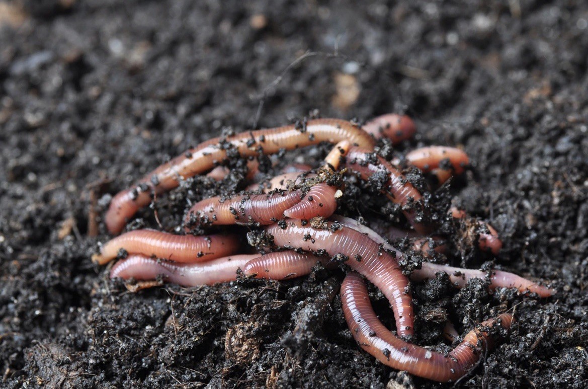 1lbs Red wiggler Composting worms