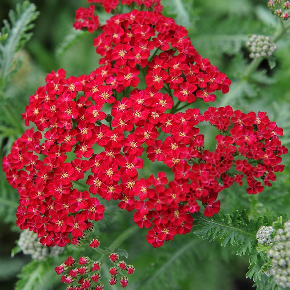 Red Yarrow Seeds, Rubra, Easy Grow Perennial, Herb, Butterflies, 