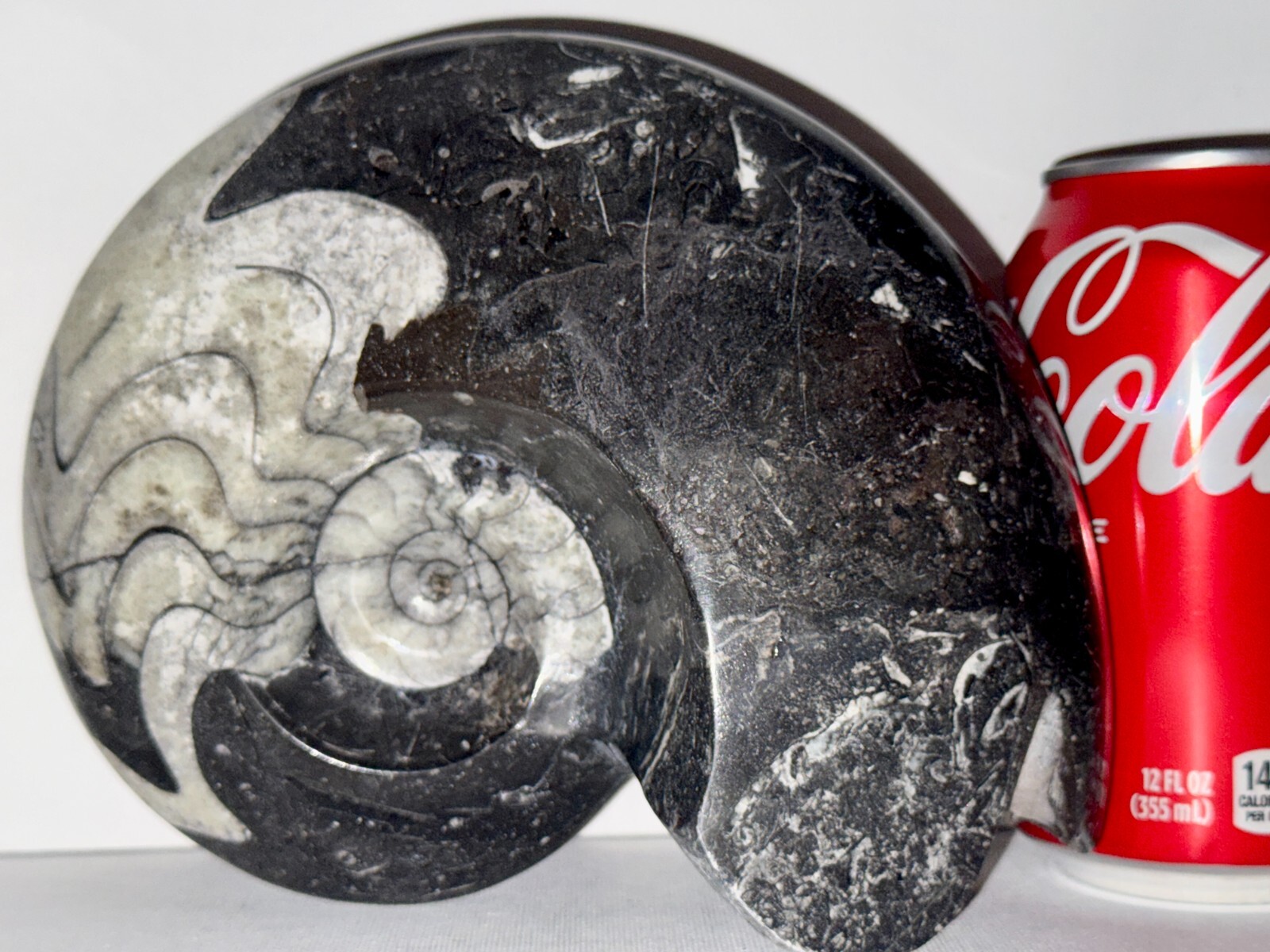 4.21 lb.-1,905 gr. Free Standing Goniatite Ammonite Fossil  7x6x3in  #235