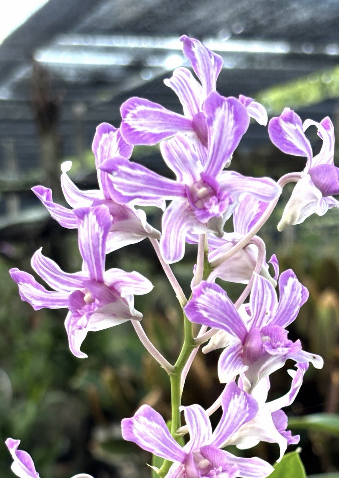 Dendrobium Suwannaphum Gouldii Compact Den. Orchid Plant BLOOMING SIZE