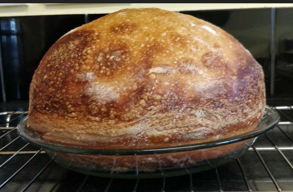 ALASKAN SOURDOUGH STARTER yeast VERY ACTIVE AND DEEP SOUR NEW BATCH A