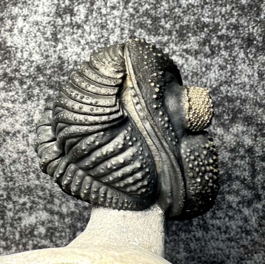 Drotops megalomanicus Trilobite Fossil – Beautifully Preserved ✅