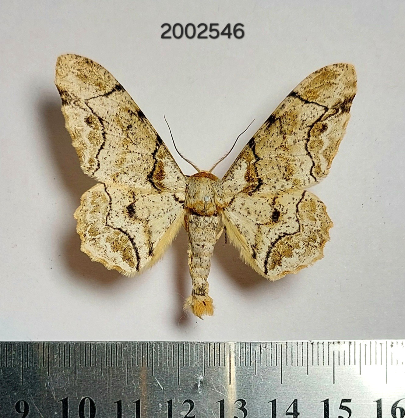 Geometridae sp.   #2546 NORTH THAILAND