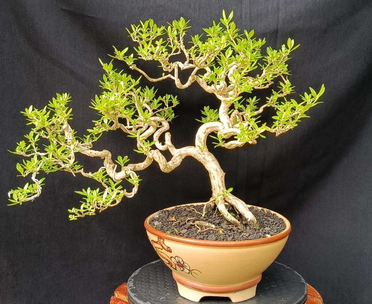 Live Tree Serissa japonica Bonsai Tree 002