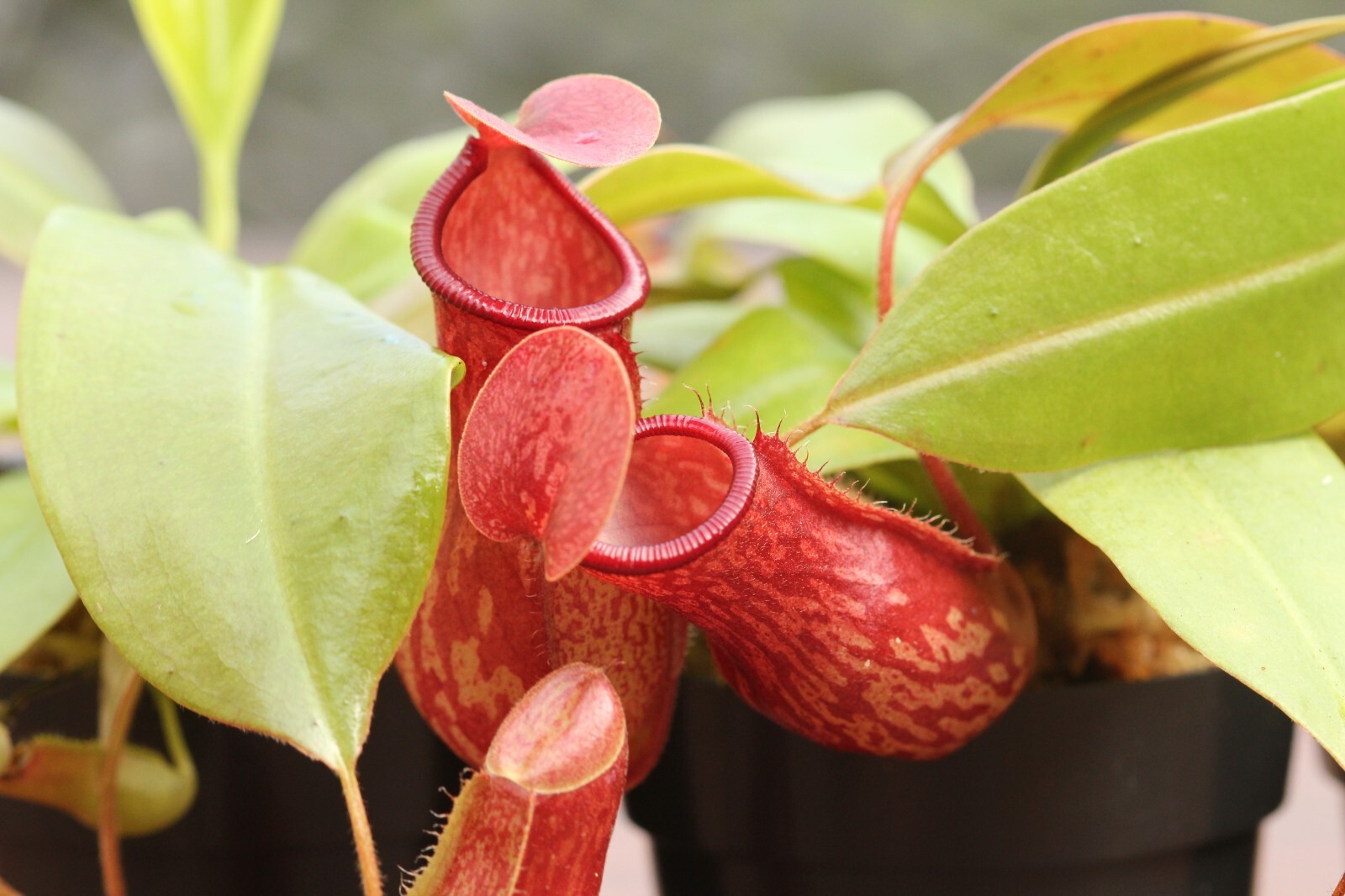 Nepenthes \'St Gaya\' Pitcher Plant - LIVE Carnivorous - Small Beginner Friendly