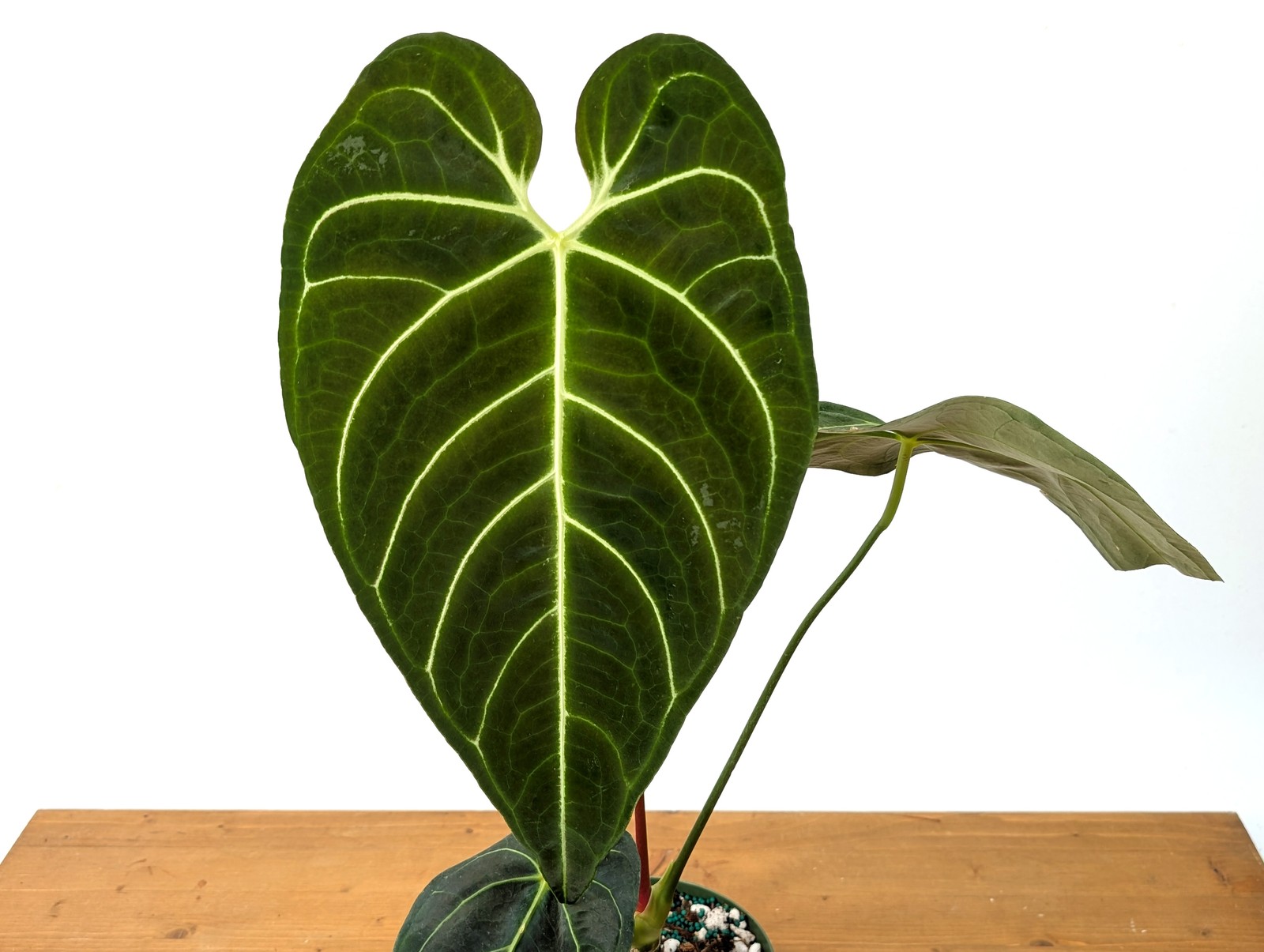 Anthurium regale - Choose from 3 Sizes
