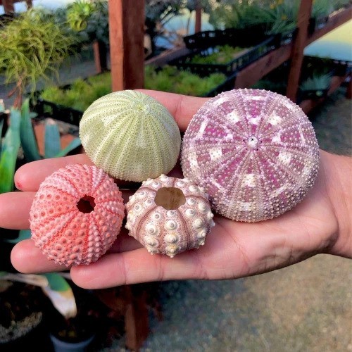 Large Sea Urchin Seashells Rare Real Beach Aquarium Home Decor 4 Pack 1.5-5\ Large Sea Urchin Seashells Rare Real Beach Aquarium Home Decor 4 Pack 1.5-5\