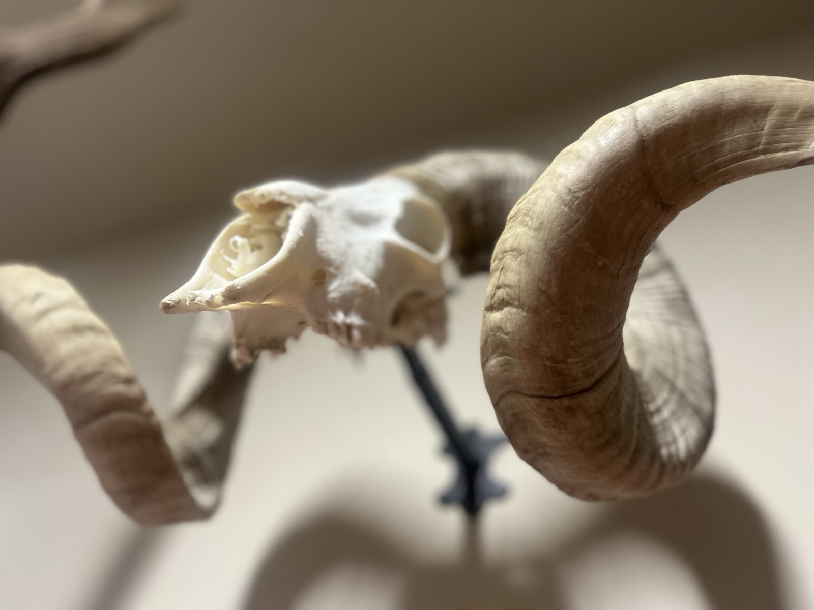 Big Horn Sheep Skull Brackets – $400 For All Big Horn Sheep Skull Brackets – $400 For All