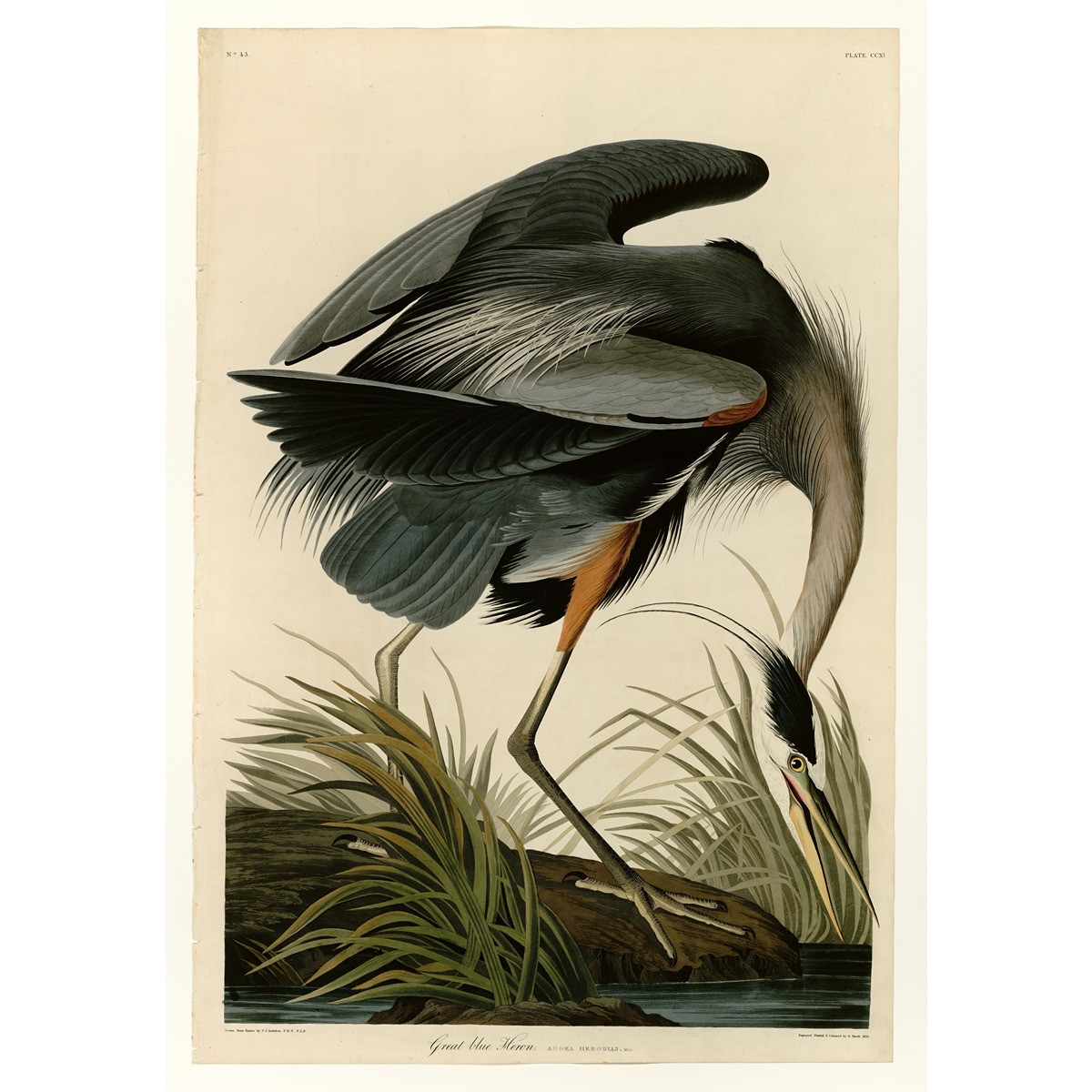Audubon - Great blue Heron - Plate 211 - 30x40 Inch Rolled Canvas Wall Art Print