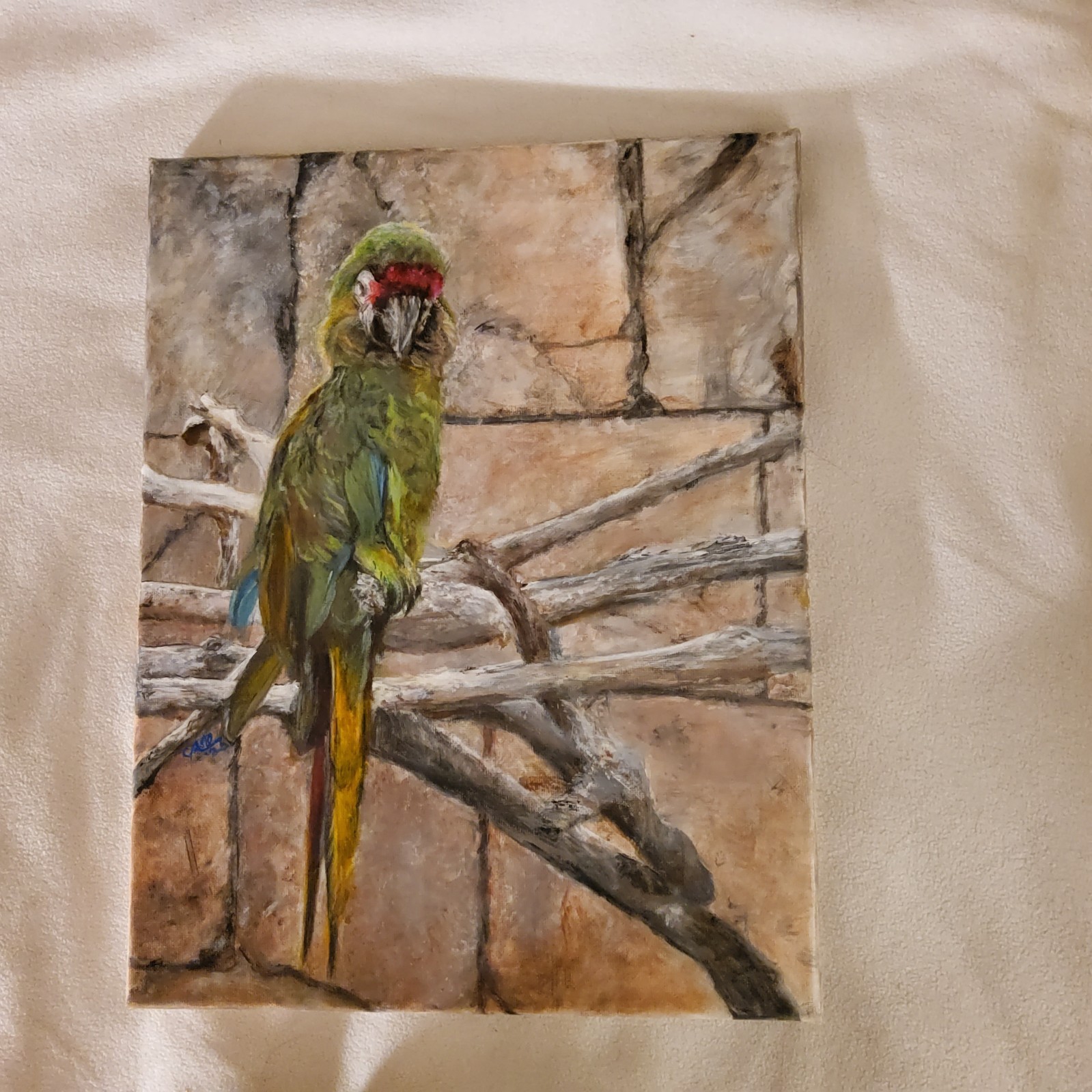 ORIGINAL - MILITARY MACAW - 11x14 CANVAS - ACRYLIC - WILDLIFE ART