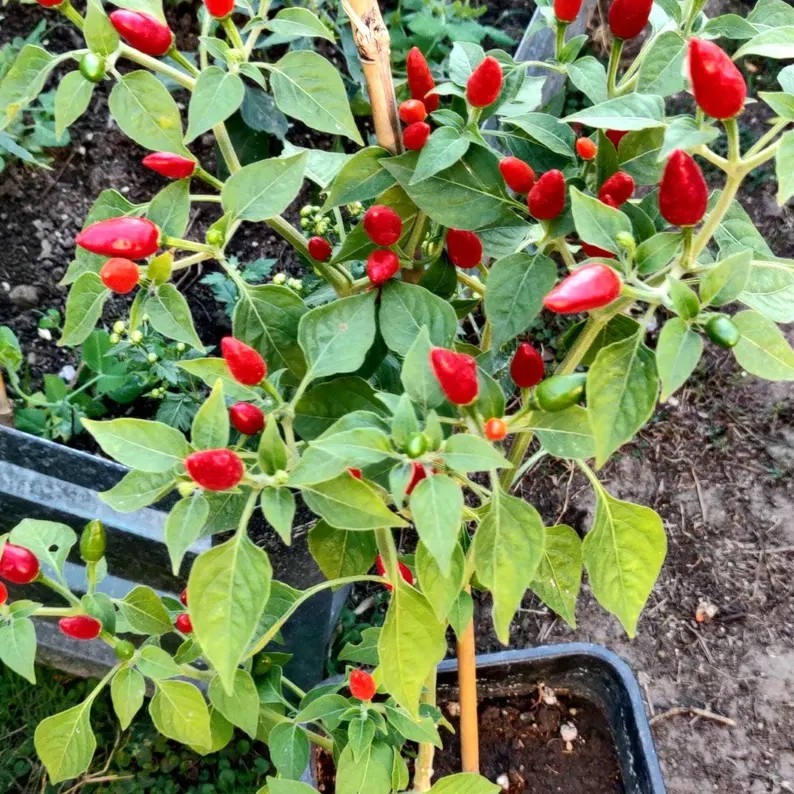 2 live Chile Pequin Plant (Capsicum annuum) 12-20 2 live Chile Pequin Plant (Capsicum annuum) 12-20