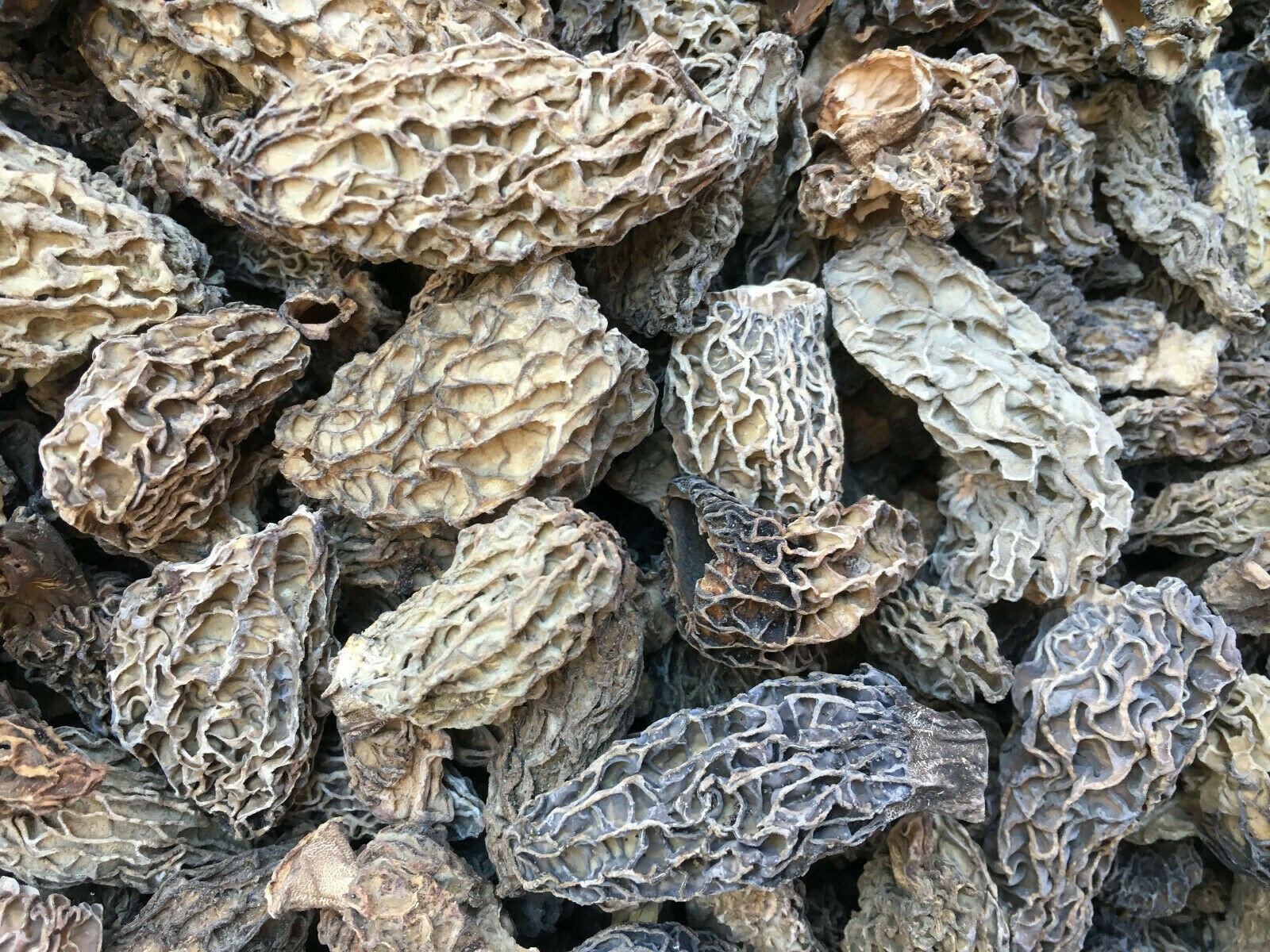 Whole Dried Morel Mushrooms 16 OZ.  FAST FREE-SHIPPING
