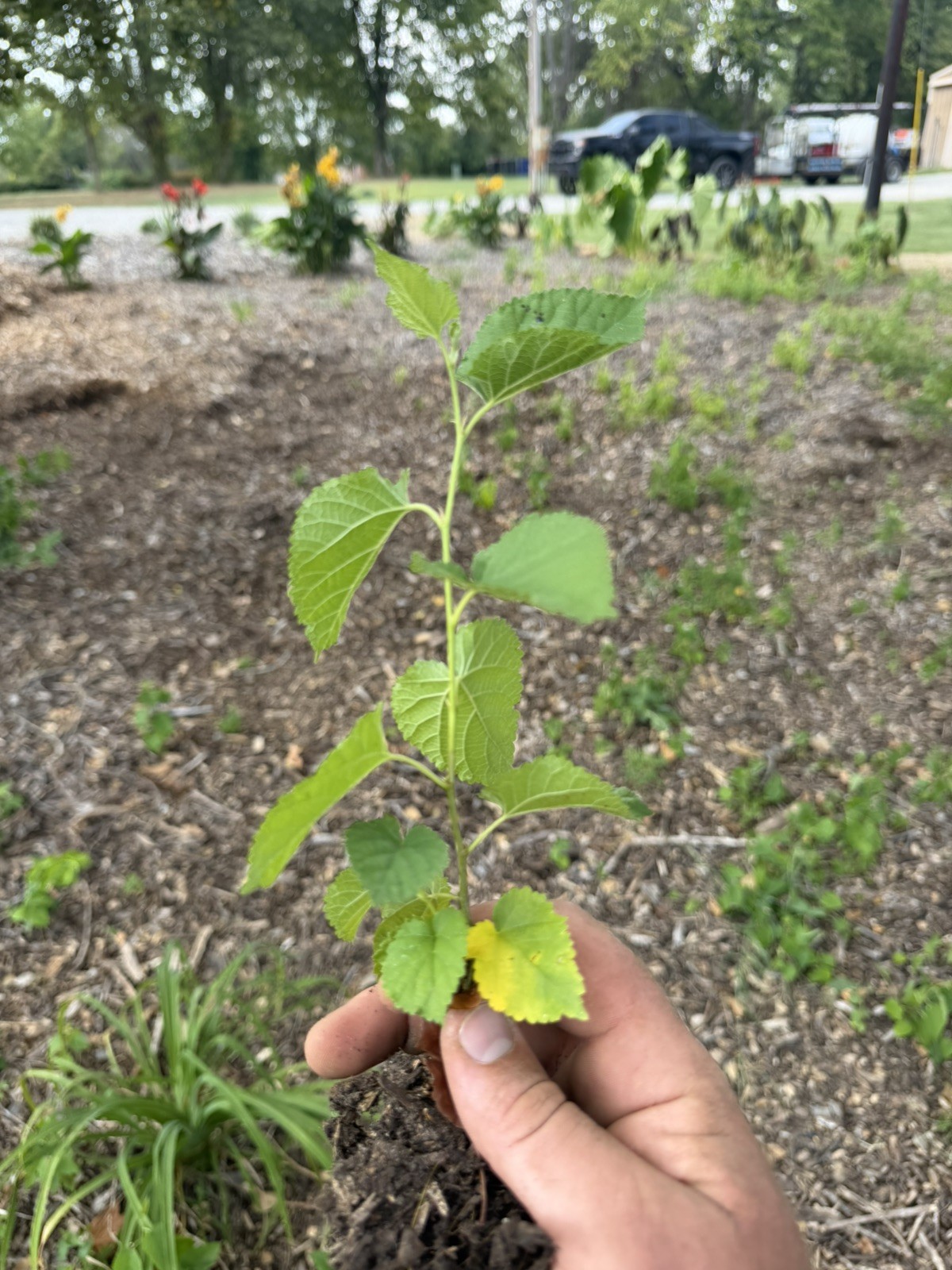 3 White Mulberry Tree 8-12