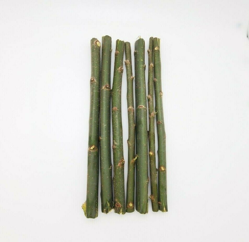 20 Austree Hybrid Willow Tree Cuttings Fast Growing Aussie For Direct Planting 20 Austree Hybrid Willow Tree Cuttings Fast Growing Aussie For Direct Planting