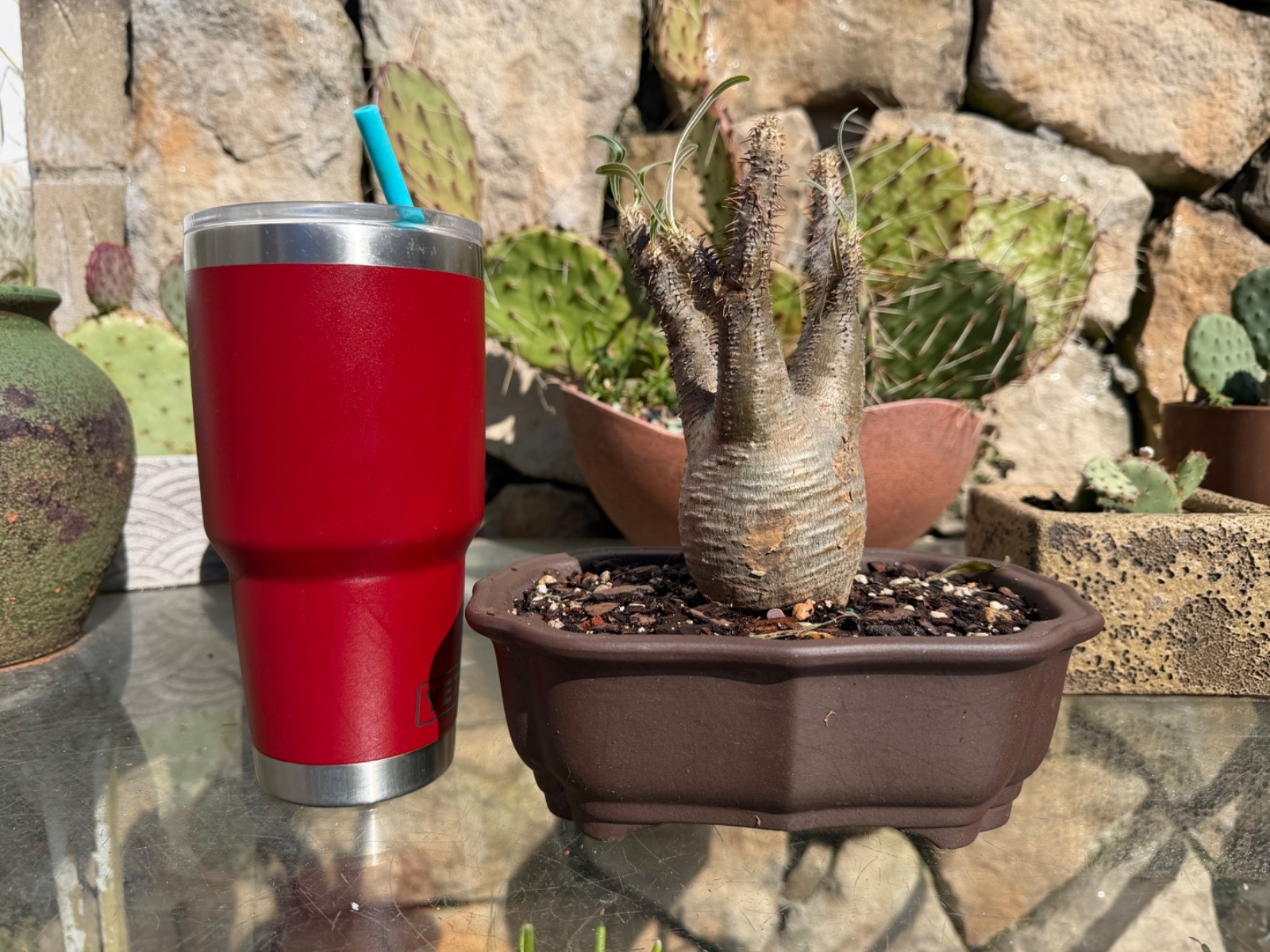 Rare Pachypodium gracilius – US Acclimated (Ships from New York) Rare Pachypodium gracilius – US Acclimated (Ships from New York)