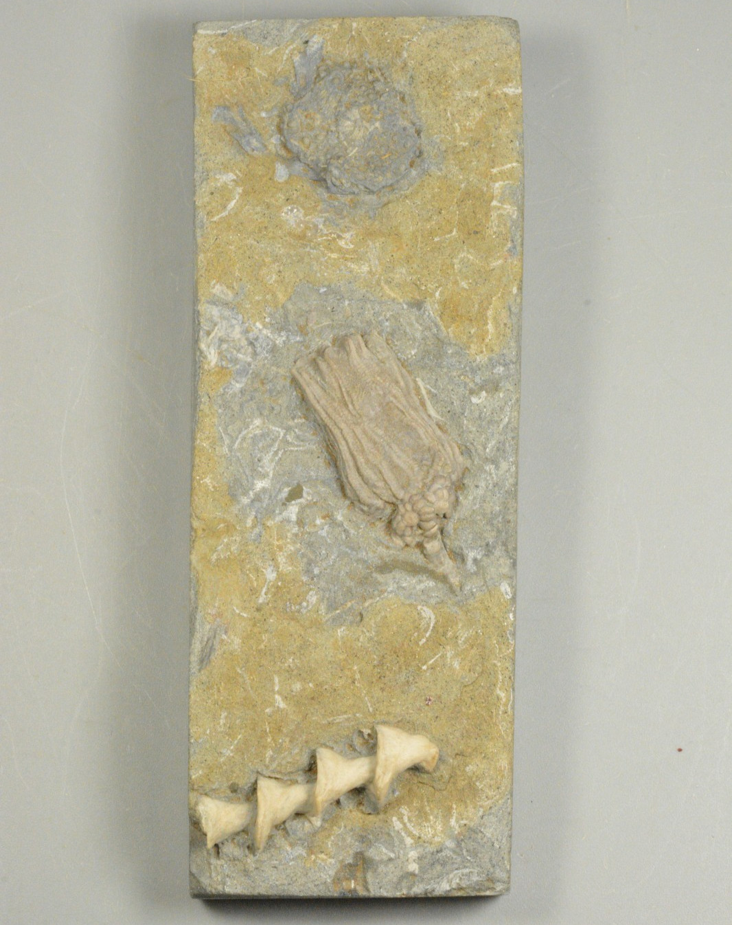 Crinoids, Bryozoan, Dizygocrinus, Lepidocidaris, archimedes worthei, Illinois Crinoids, Bryozoan, Dizygocrinus, Lepidocidaris, archimedes worthei, Illinois