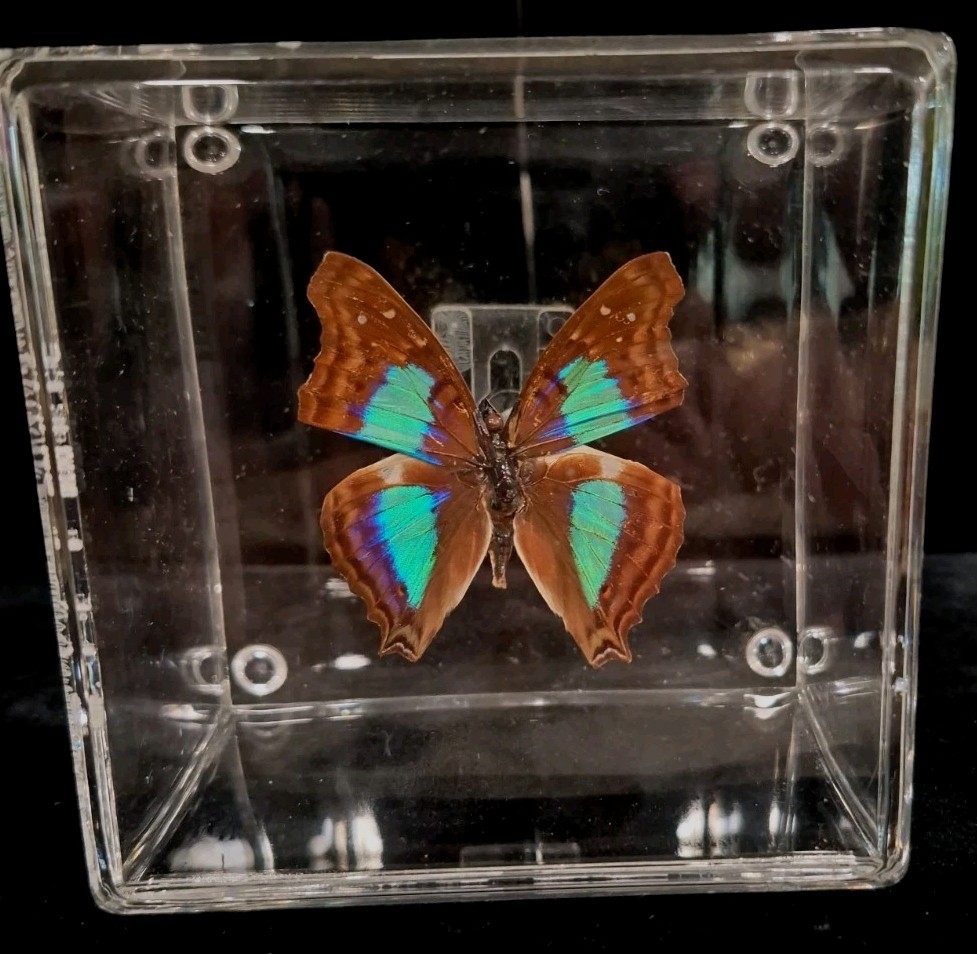 Preserved Blue Morpho Butterfly In A Plexy Glass Display Case Preserved Blue Morpho Butterfly In A Plexy Glass Display Case