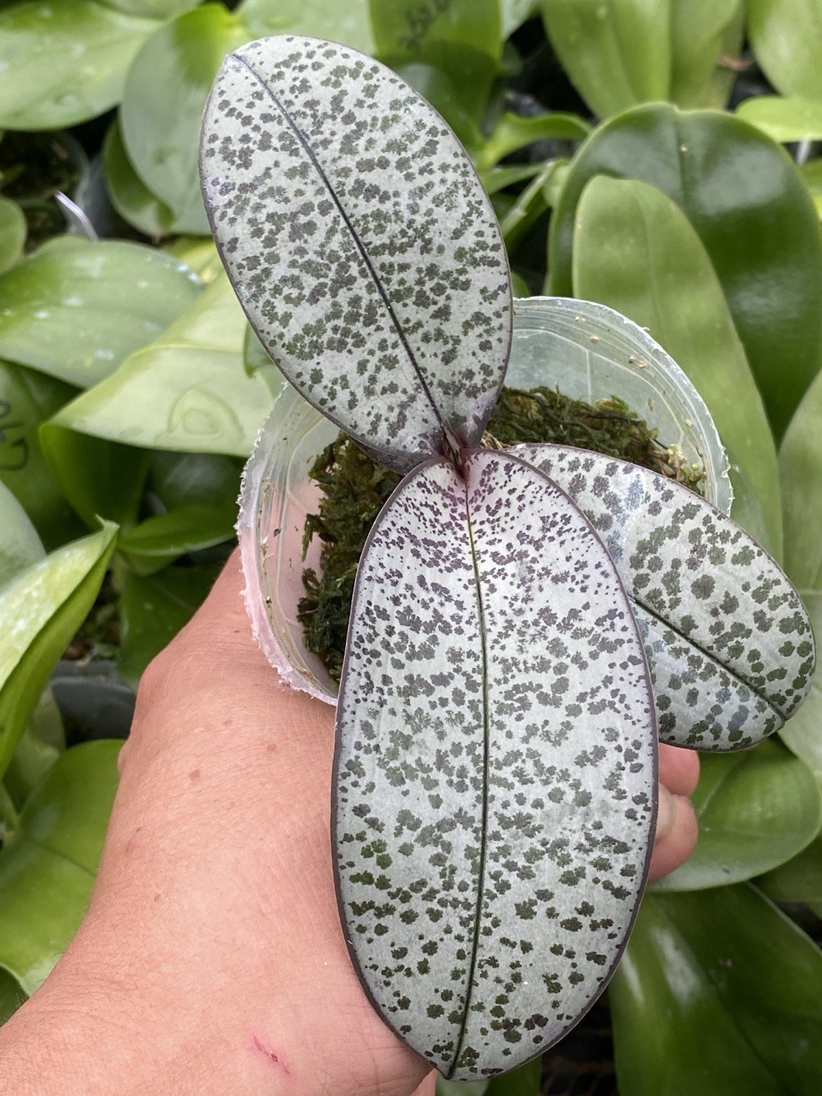 Original Phal Phalaenopsis schilleriana silver leaf-FRAGRANT