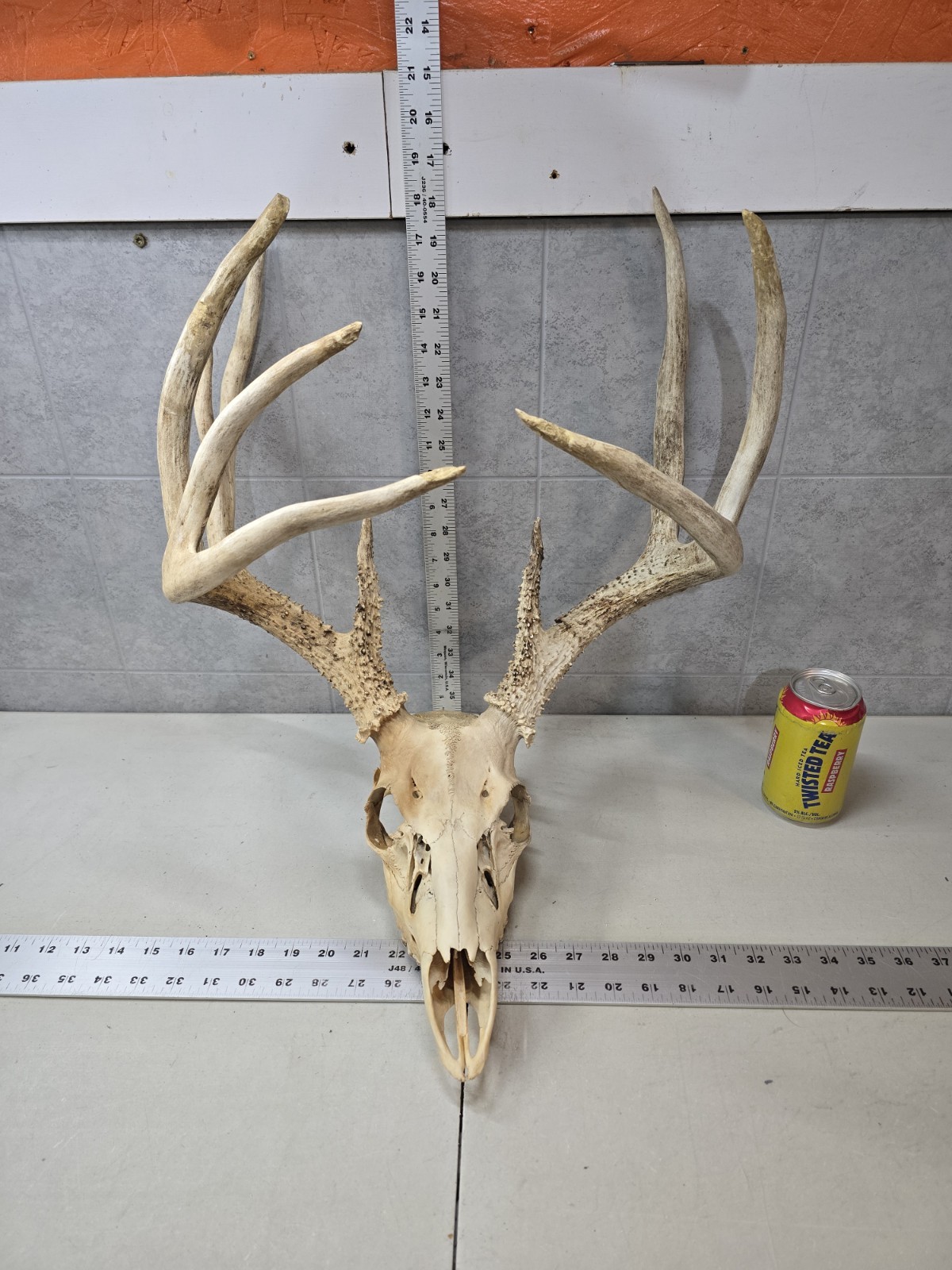 Wild 10 point 156-0