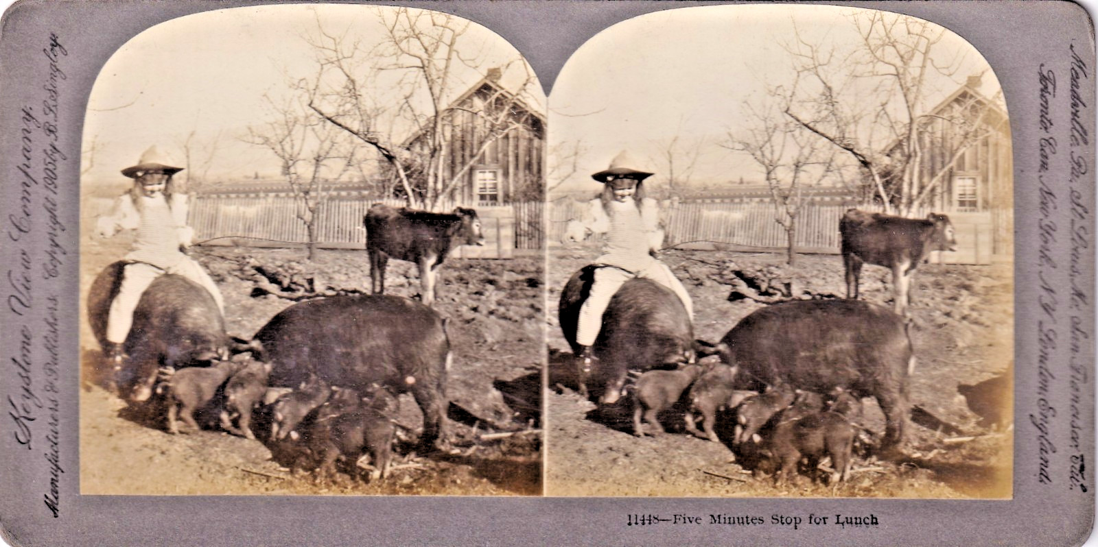 Stereoview Cards - Uncommon - Estate Liquidation- Girl Riding Pig on farm