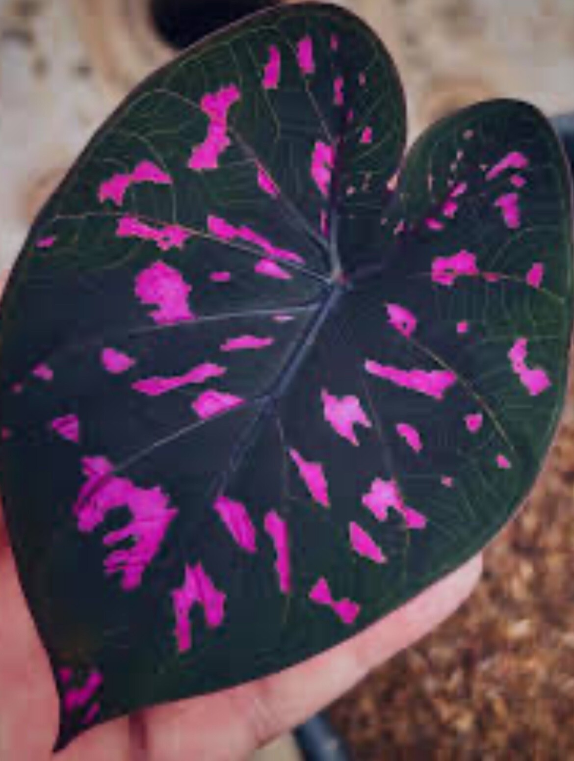 AUTHENTIC Caladium  Equador 1 bulbs