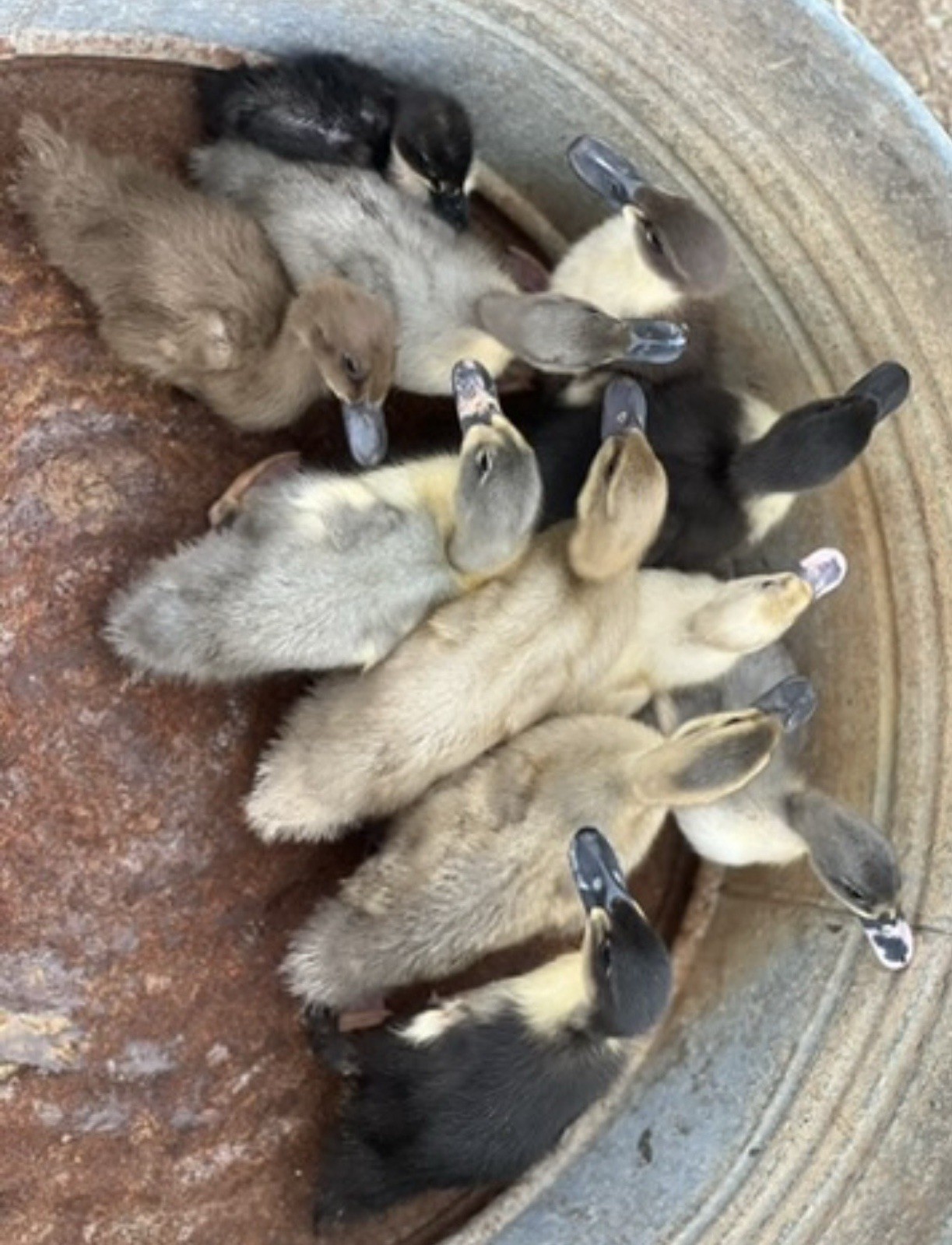 12 Fertile Duck Hatching Eggs Great Color Variety NPIP