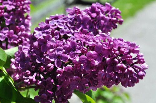 Agincourt Beauty Lilac Plant Live Starter Purple Fragrant Flowers