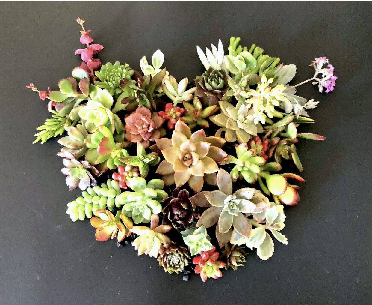 15 Beautiful, Colorful HealthyORGANIC Succulent Cuttings 15 Varieties 