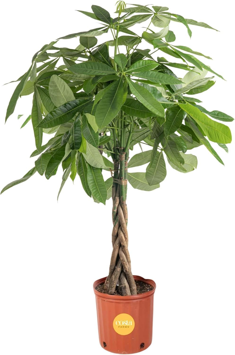 Costa Farms Live Money Tree (Pachira Aquatica), 3-4 Feet Tall, Large Indoor Plan Costa Farms Live Money Tree (Pachira Aquatica), 3-4 Feet Tall, Large Indoor Plan