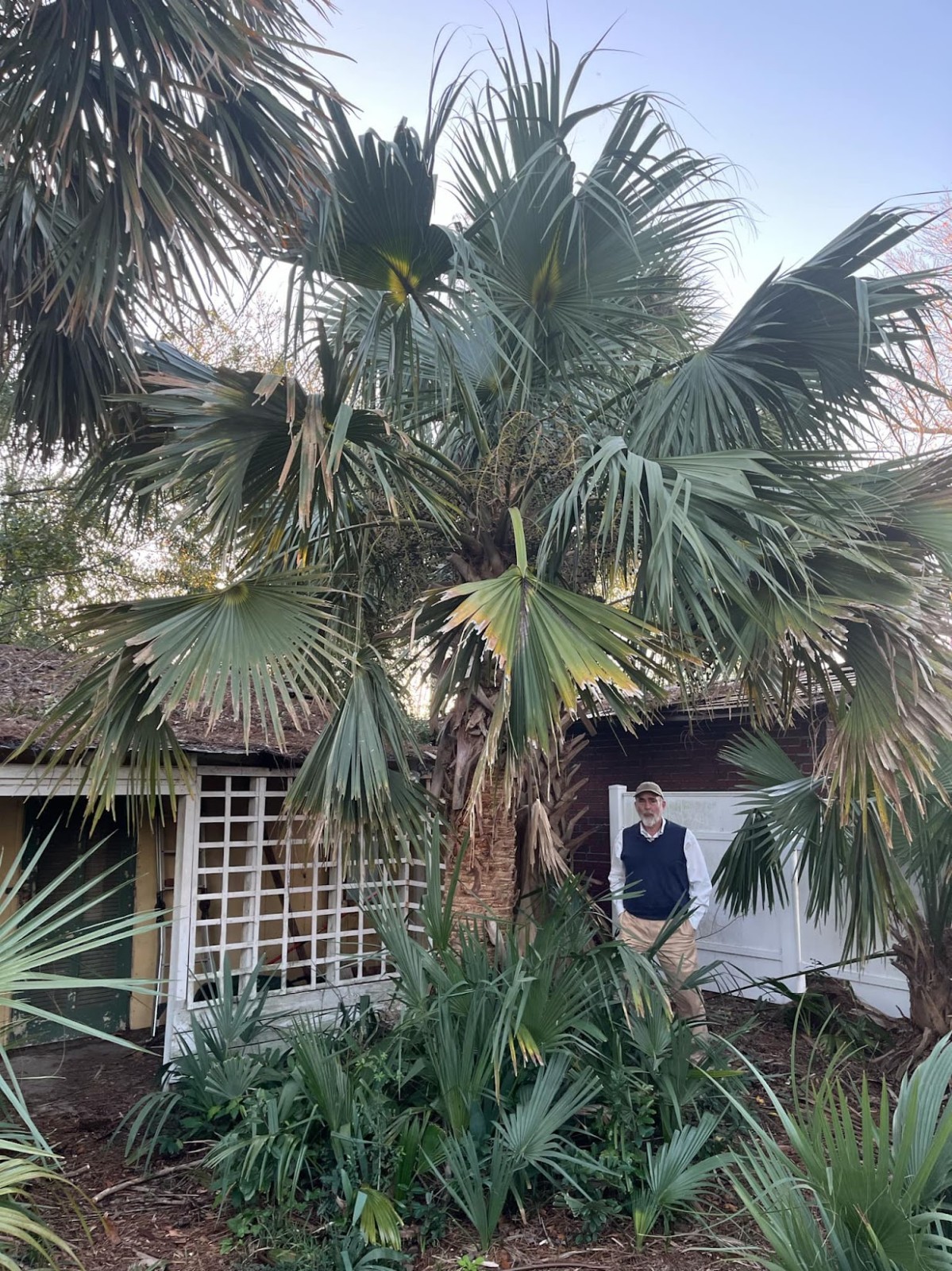 Sabal bermudana seedlings *rare beautiful palms*
